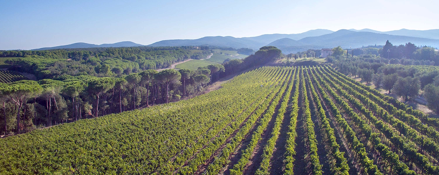 Weingut Biserno
